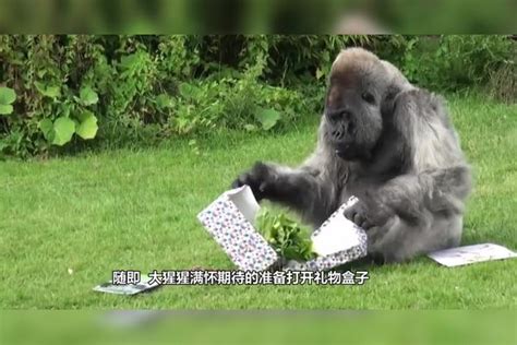 大猩猩过生日作文