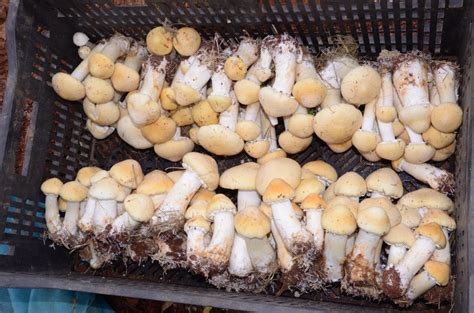 大球盖菇种植技术及成本