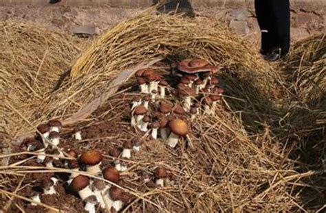 大球盖菇露地种植方法