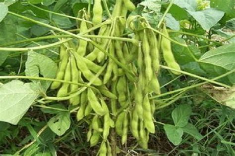 大白豆的种植方法和种植时间