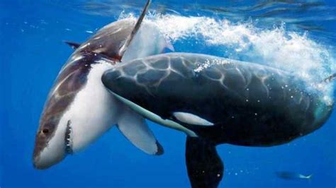 大白鲨怎么杀死虎鲸
