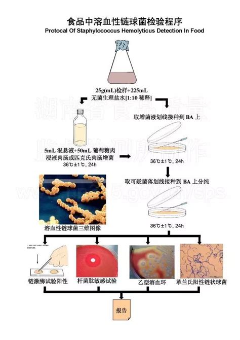 大肠杆菌微生物检验程序