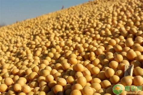 大豆优质高产栽培技术管理