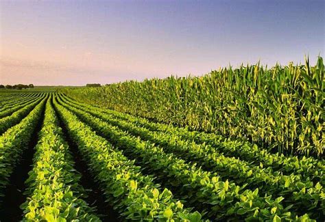 大豆种植技术和管理