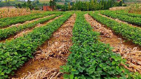 大豆高产种植的关键技术