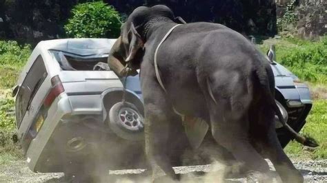 大象发怒干翻汽车