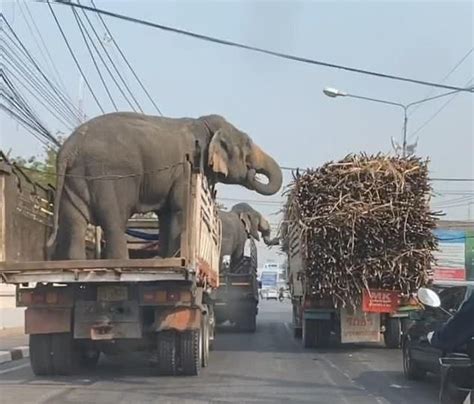 大象吃卡车上的甘蔗停不下来了