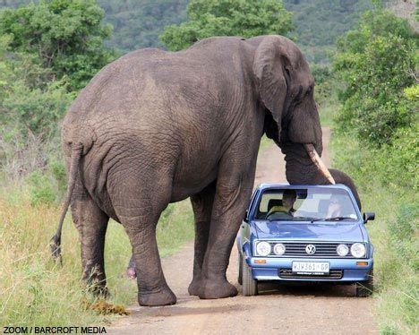 大象开车冲击汽车