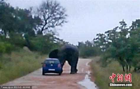 大象突然袭击人类的车