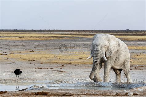 大象被困在水坑上