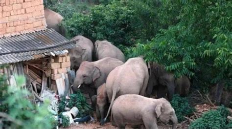 大象进入农户家吃宵夜