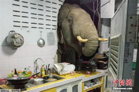 大象闯入居民区吃食物
