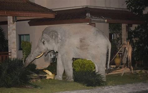 大象闯入民宅索取食物