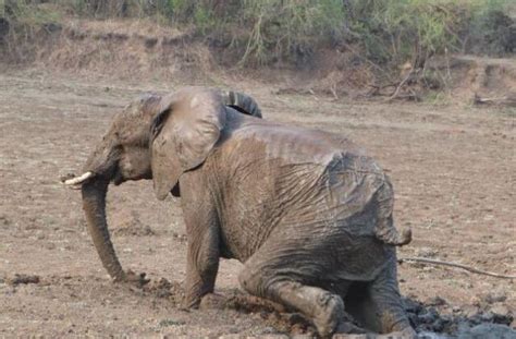 大象陷入泥潭被救出
