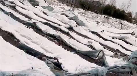 大雪压塌40亩葡萄棚