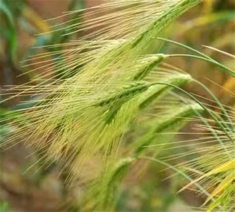 大麦属于直根系吗