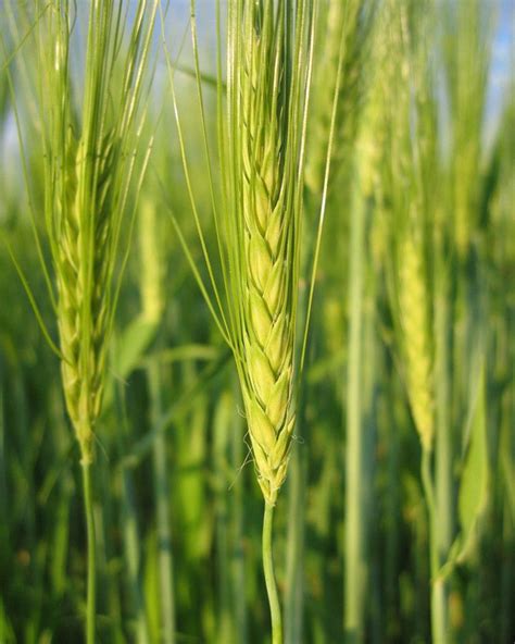 大麦的种植方法