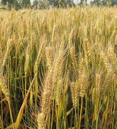 大麦种植成本有多高