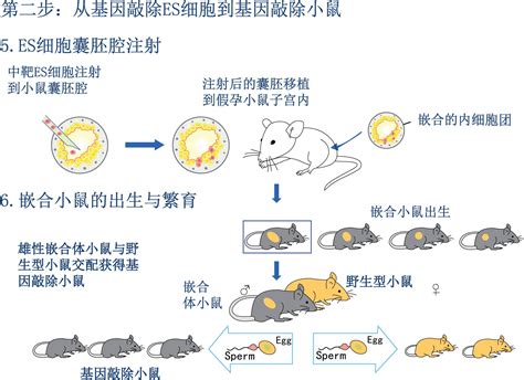大鼠生长激素基因