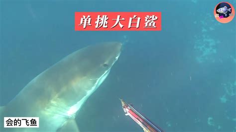 太平洋捕鱼遇到大白鲨