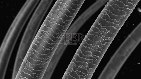 头发结构显微镜下图片