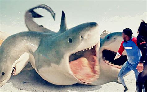 夺命六头鲨电影免费观看