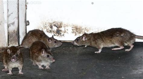 女人梦见成群的老鼠