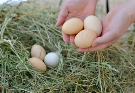 女人梦见捡鹅蛋和鸡蛋