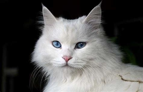 女人梦见白猫是什么预兆