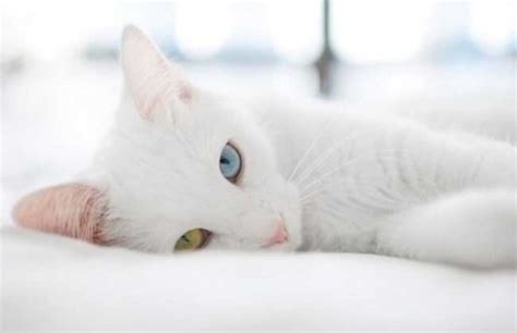 女人梦见白色的猫