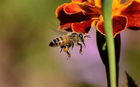 女人梦见蜜蜂是什么预兆