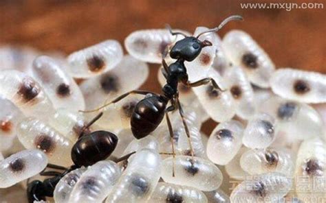 女人梦见身上很多蚂蚁