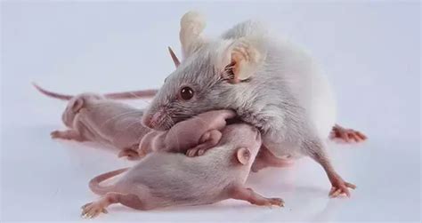 女子家中发现12只老鼠幼崽