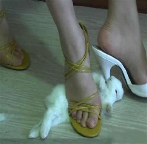 女子脚踩猫后续