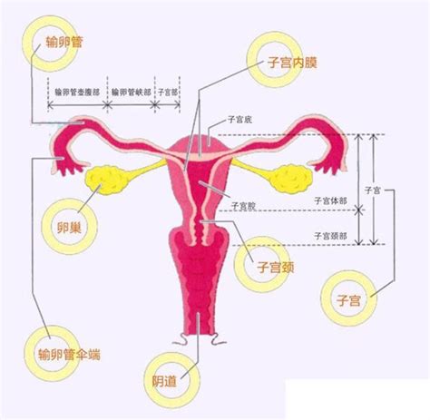 女性月经正常就能正常怀孕吗