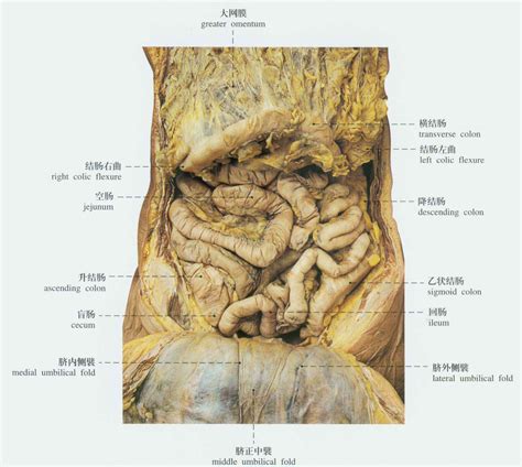 女性腹部器官正位图