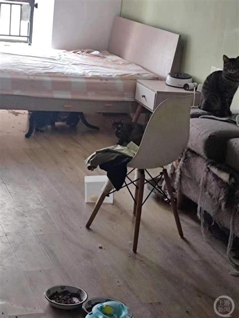 女租客失联房内遗弃十余只宠物猫