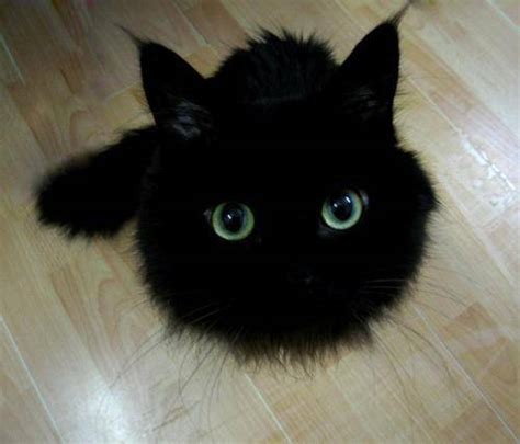 好听黑猫名字可爱