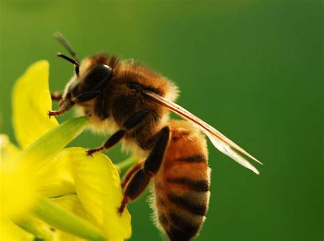 如何养好蜜蜂