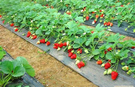 如何室外种植草莓