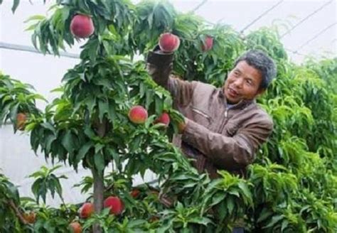 如何栽培桃子