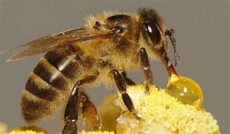 如何看蜜蜂蜂种