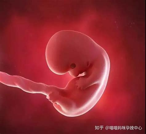 孕八周胎儿真实图