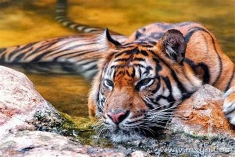 孕妇做梦梦见两只大老虎