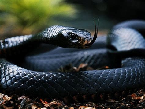 孕妇梦见一条黑蛇