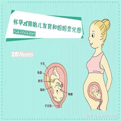 孕28周应该怎么注意胎停