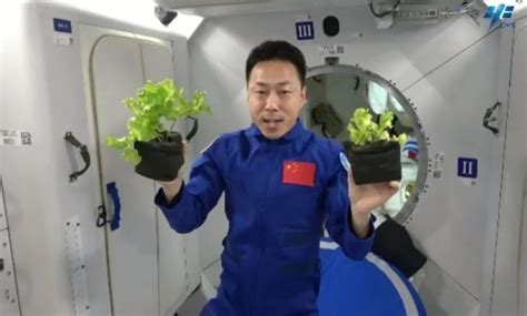 宇航员在太空中种菜