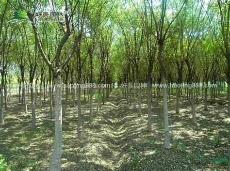安徽省品种好绿化苗木基地