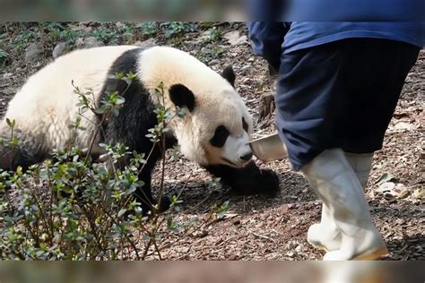 宝新大熊猫死因