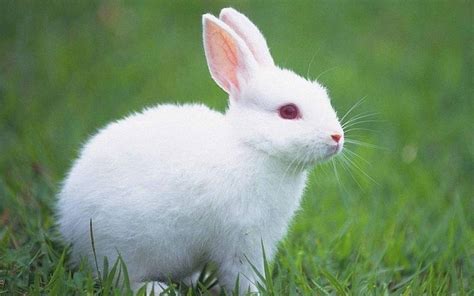 宠物兔叫啥名字